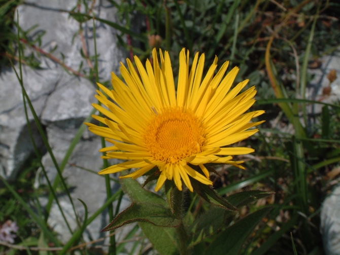 Margherite per Margherita (Ametista)